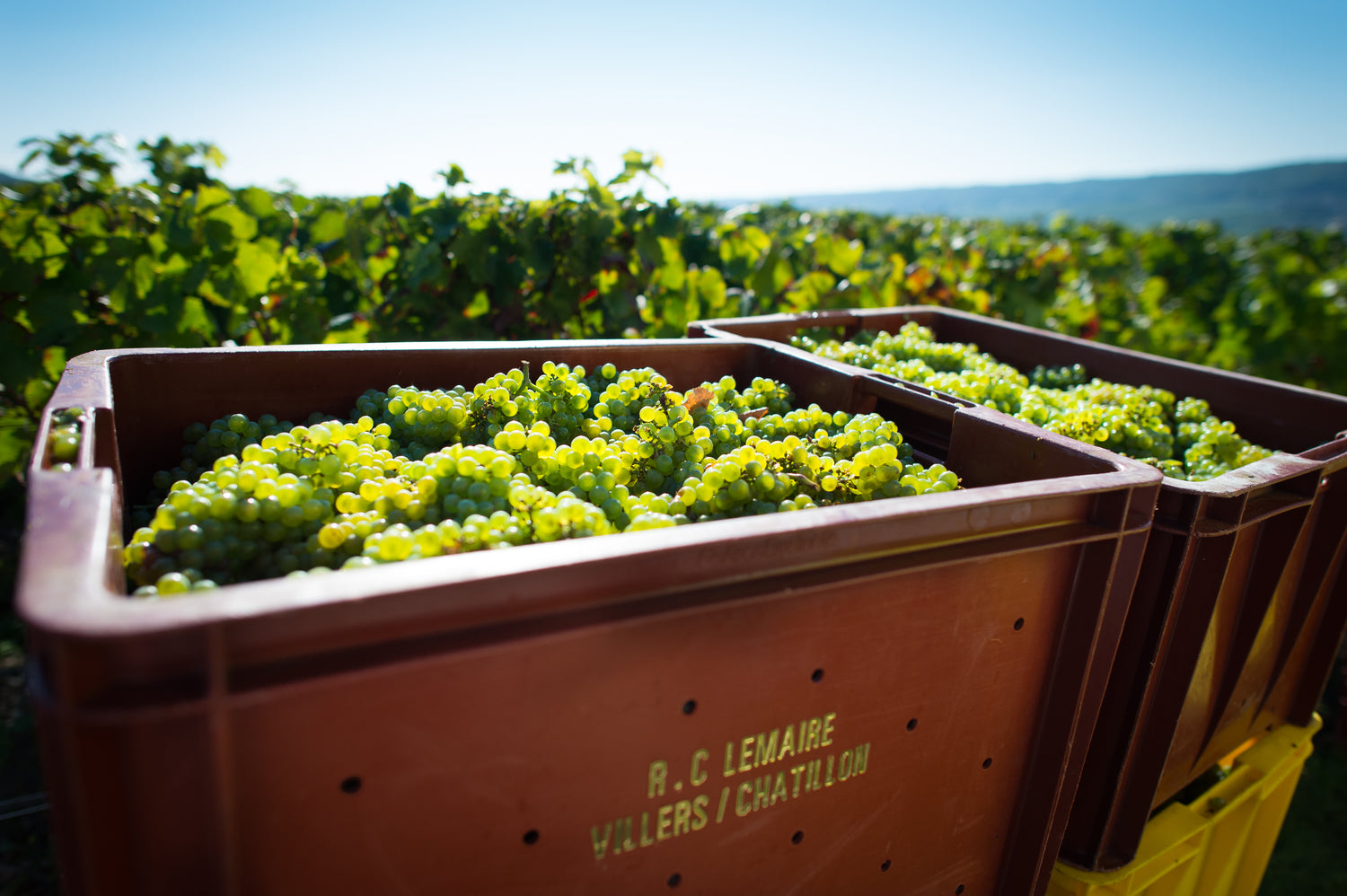 Champagne Roger Constant Lemaire